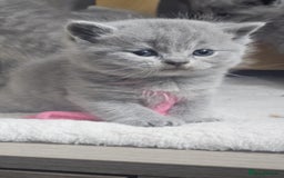 British Shorthair cats for sale: High Quality British Short Haired Kittens - Image 9