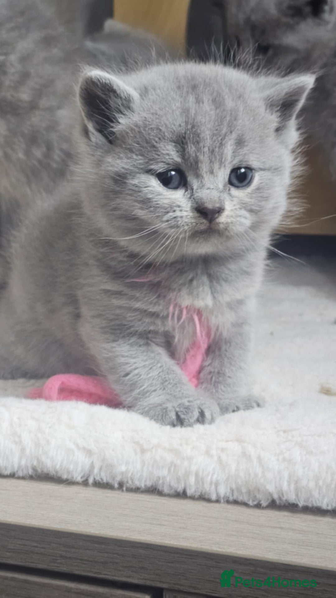 British Shorthair cats for sale: High Quality British Short Haired Kittens - Image 9