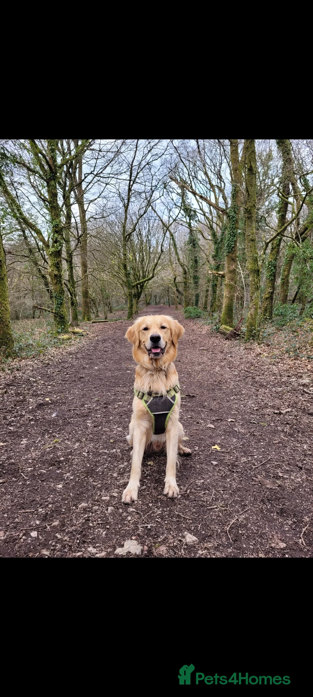 Golden Retriever dogs for stud: Proven Golden retriever - KC registered in Cardiff - Advert 4