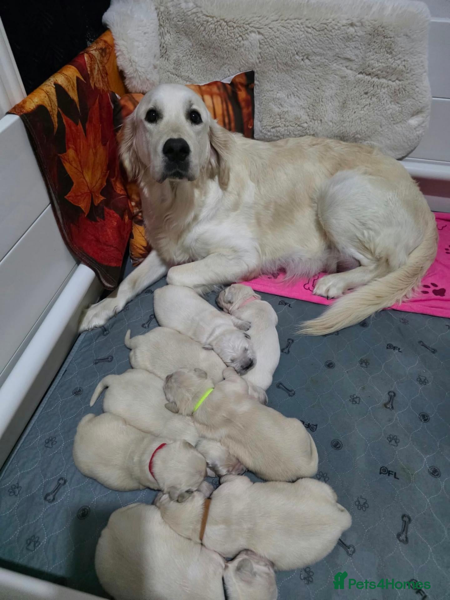Golden Retriever dogs for sale: Gorgeous KC Registered Golden Retriever Puppies - Advert 2