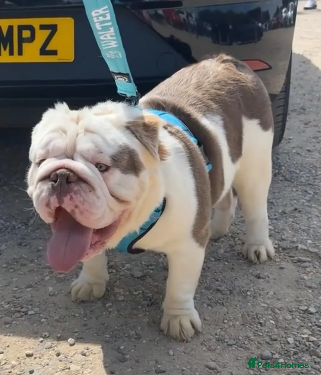 English Bulldog dogs for stud: WALTER WHITE 👑 - Advert 1