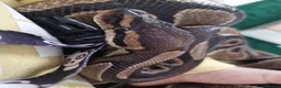 Python Snake reptiles for sale: Ball python and set up - Advert 4