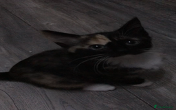 Domestic Shorthair cats for sale: 5 kittens ready to leave  - Image 7