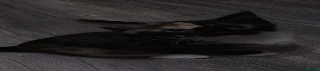 Domestic Shorthair Kitten 5