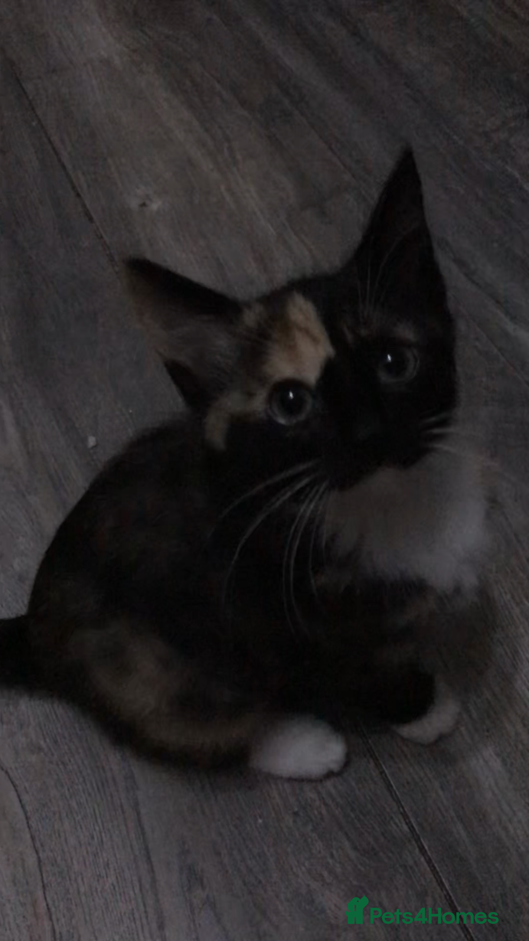 Domestic Shorthair cats for sale: 5 kittens ready to leave  - Image 7