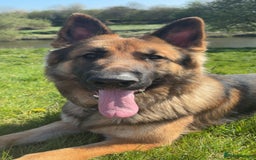 German Shepherd dogs for sale: 2 females German Shepherd Puppies  - Image 6