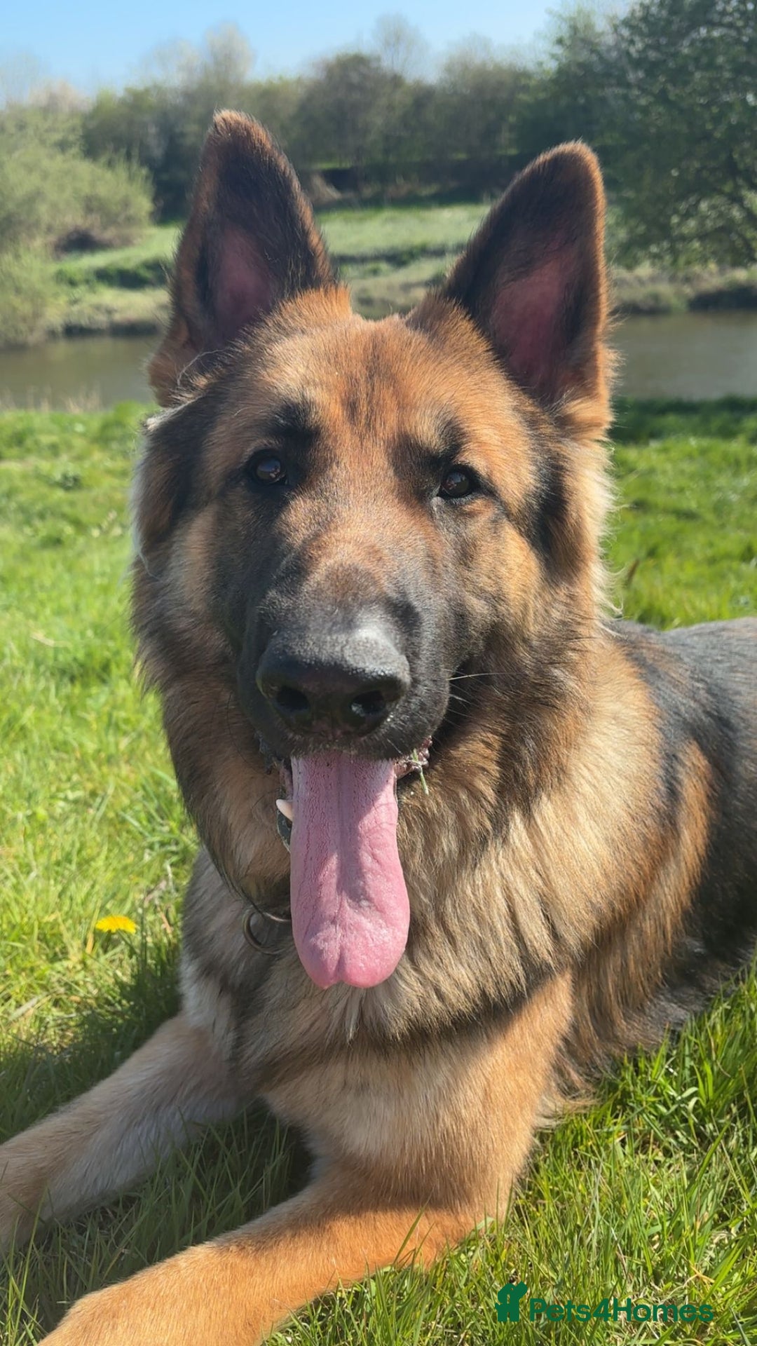 German Shepherd dogs for sale: 2 females German Shepherd Puppies  - Image 6
