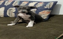 Mixed Breed dogs for sale: Blue and blue brindle staffy x bulldog  - Image 1