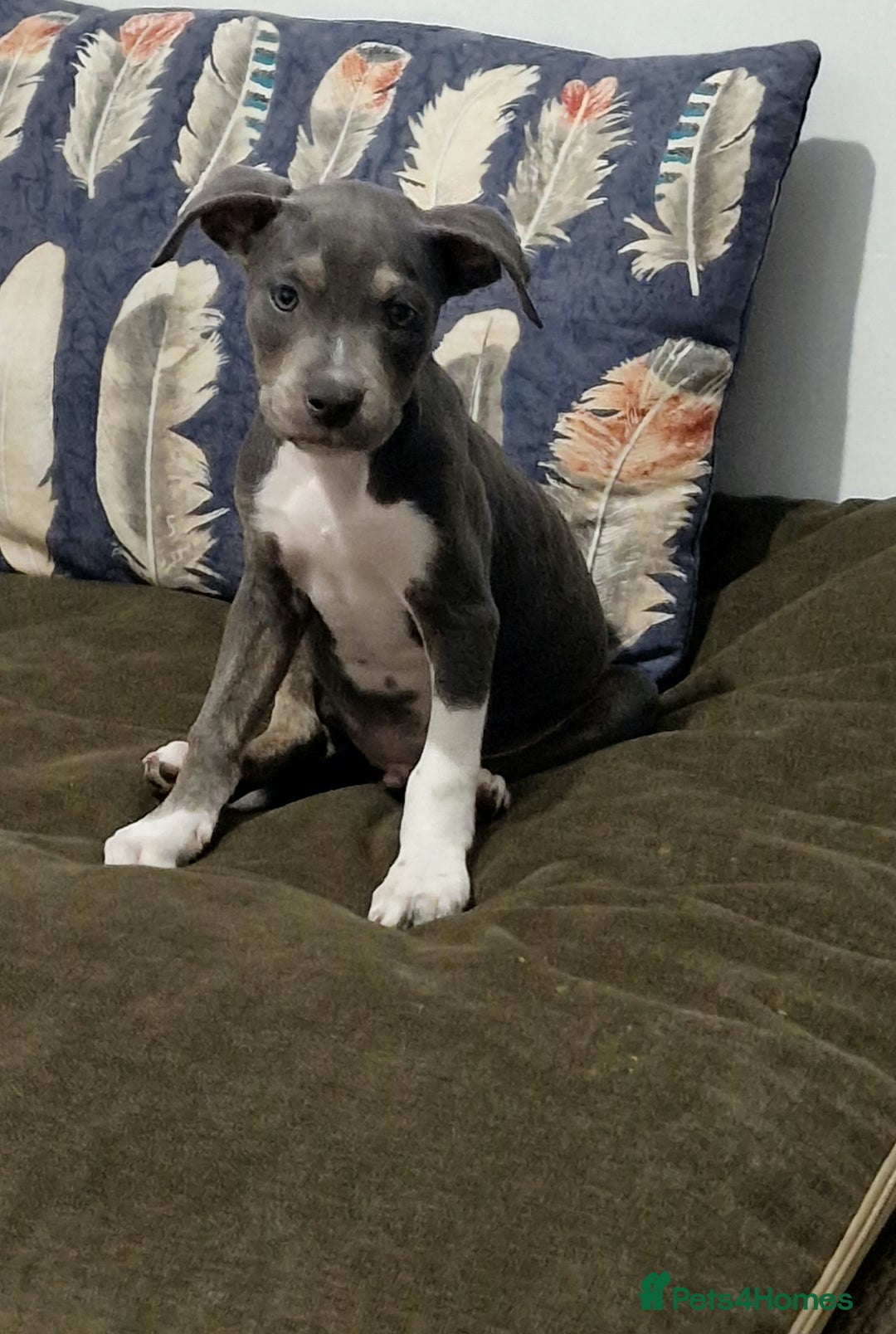 Mixed Breed dogs for sale: Blue and blue brindle staffy x bulldog  - Image 1