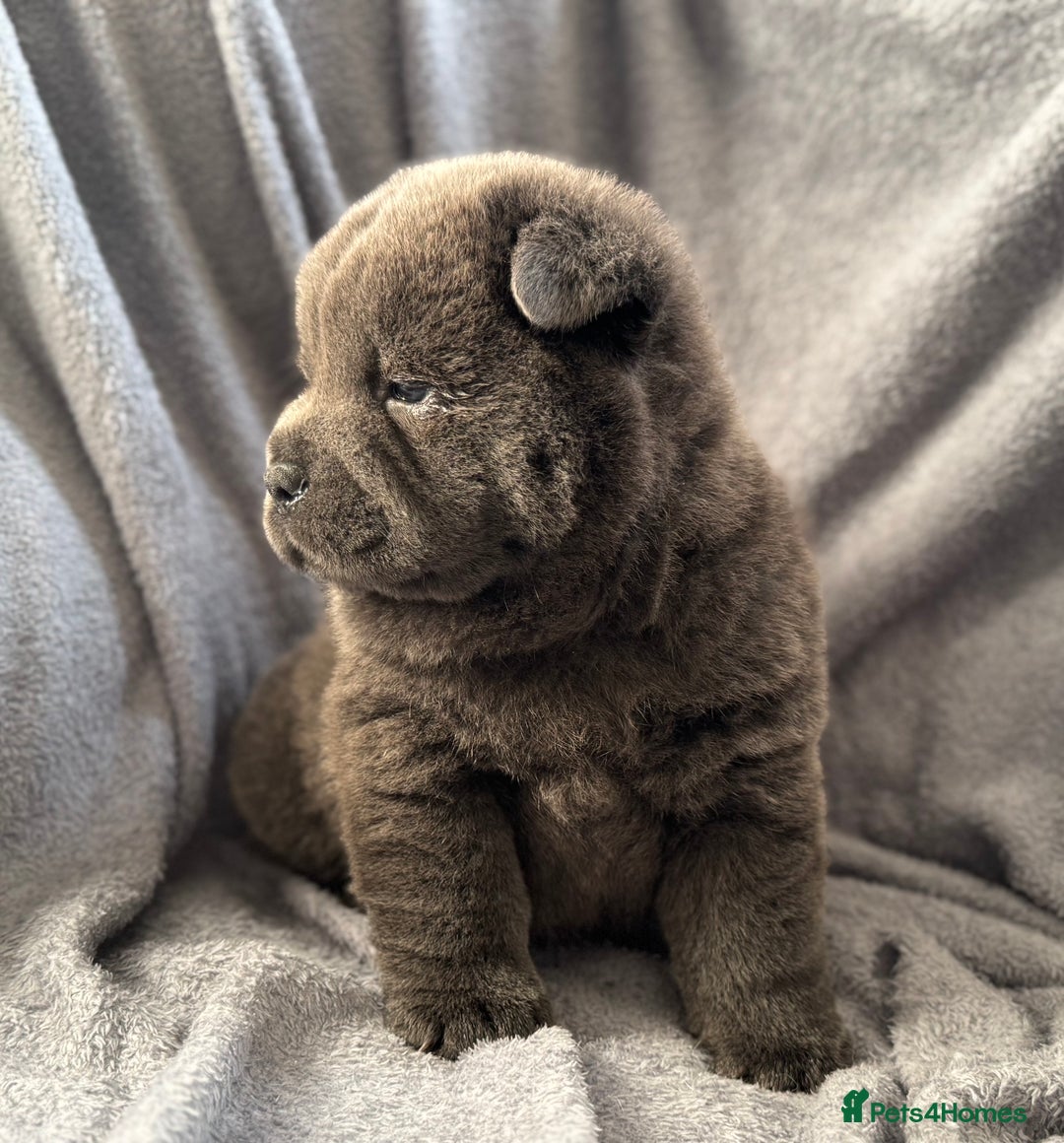 Chow Chow dogs for sale: Wyvernwest -smooth and rough puppies available 🐶  - Image 18