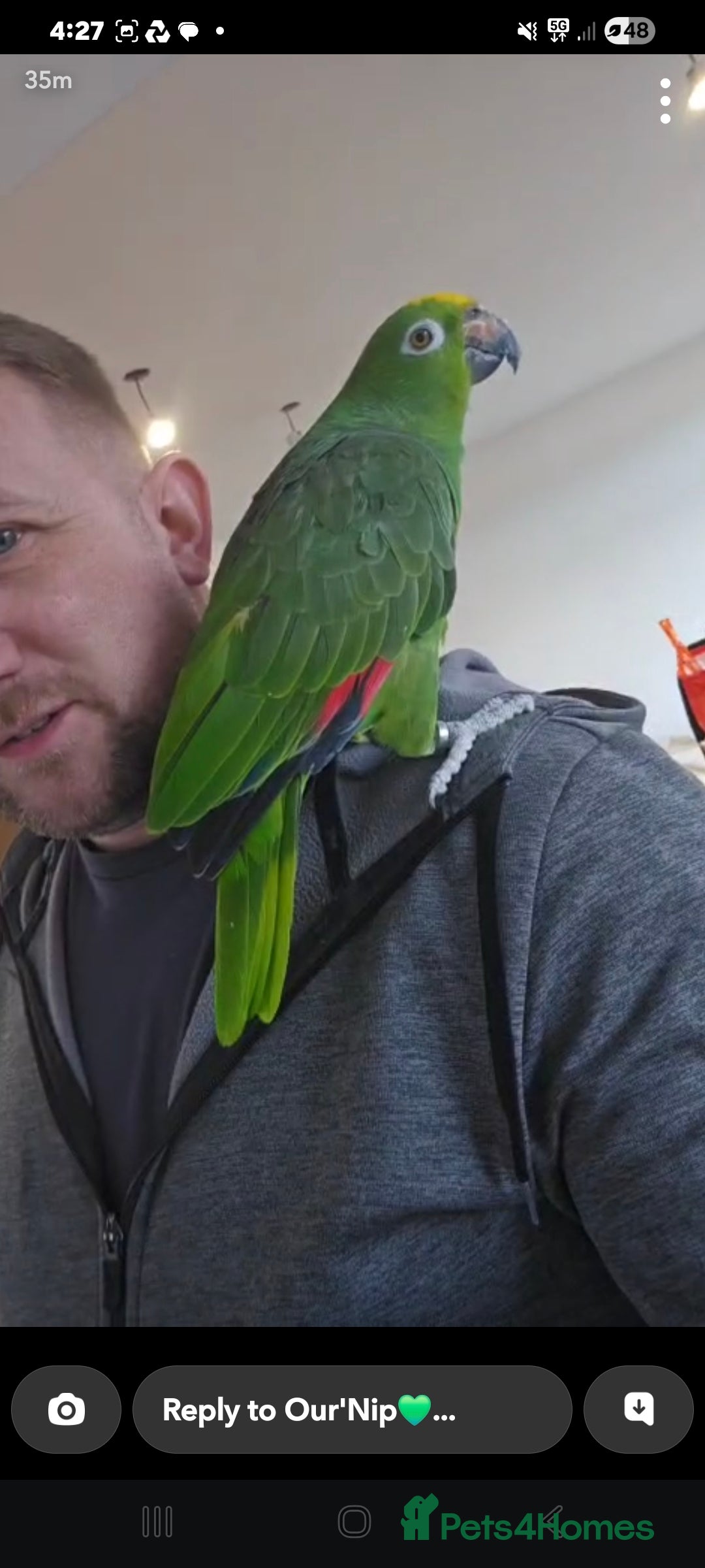 Parrots birds Amazon  - Advert 16