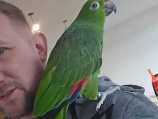 Parrots birds Amazon - Advert 16