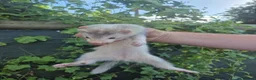 Ferret rodents for sale: 💚 Adorable well handled baby ferrets available 💚 - Advert 6