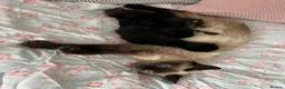 Siamese cats for sale: Siamese mixed kittens  - Advert 22