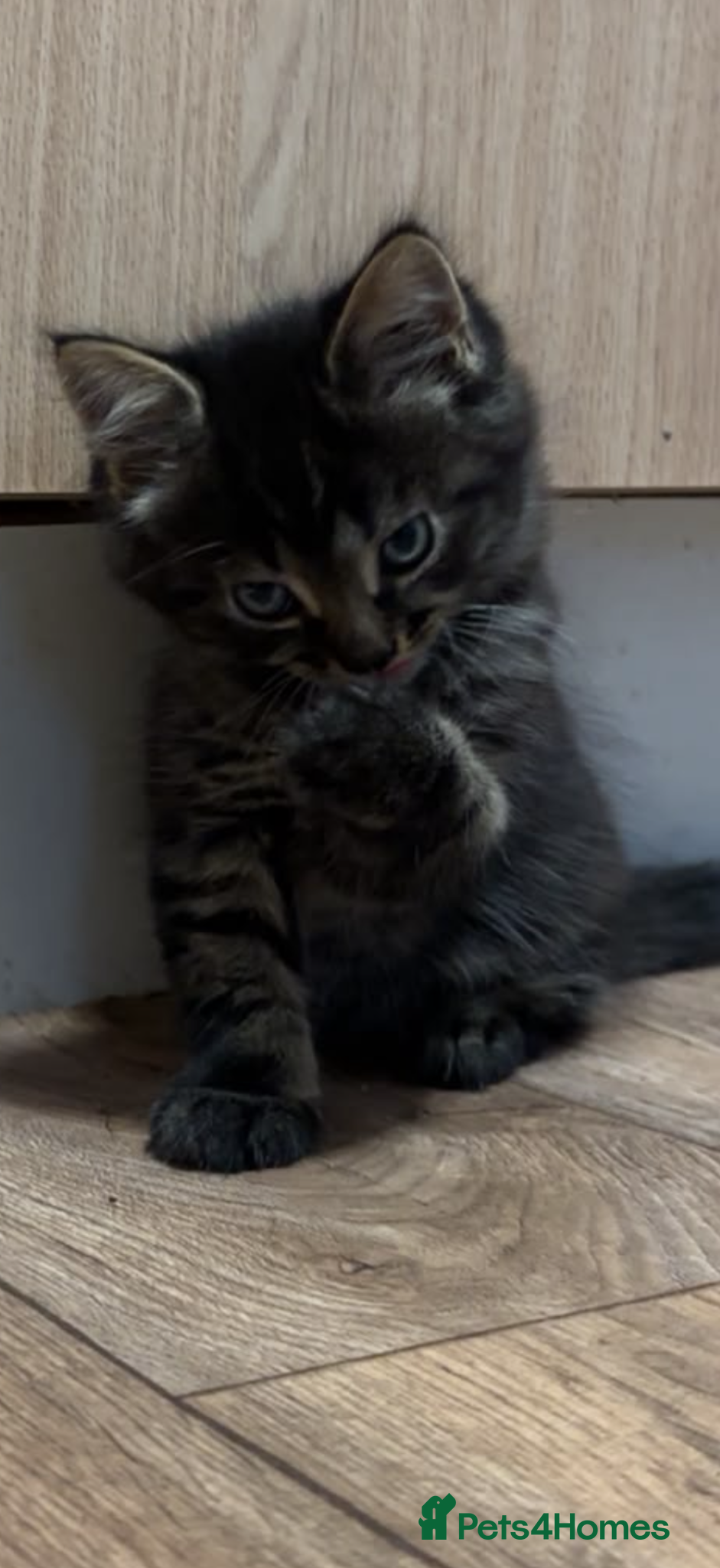Mixed Breed cats for sale: Beautiful mixed tabby kittens  - Advert 1
