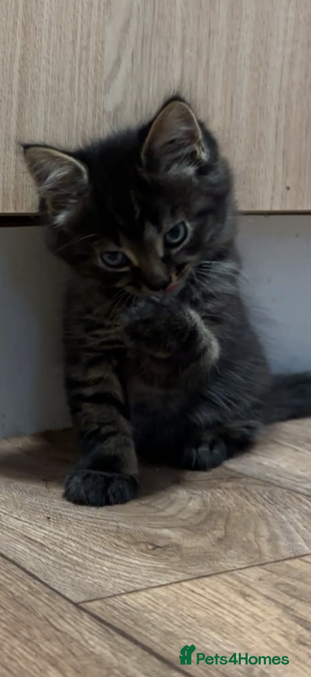 Mixed Breed cats for sale: Beautiful mixed tabby kittens  - Advert 1