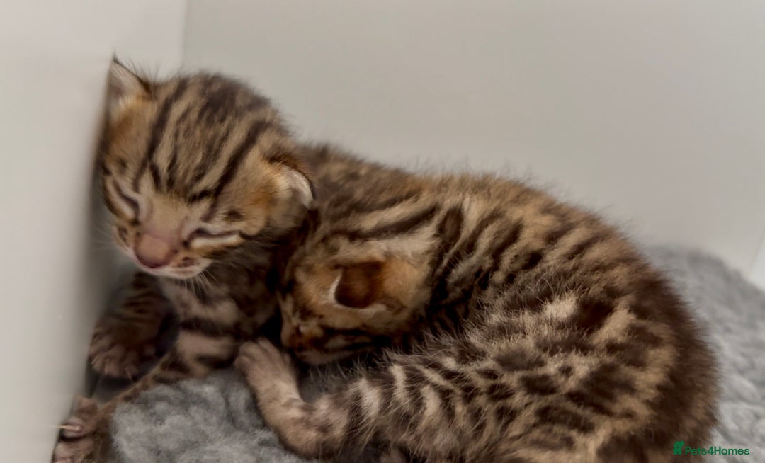 Bengal cats for sale: Exceptional show quality Brown TICA registered 🥰 - Image 37
