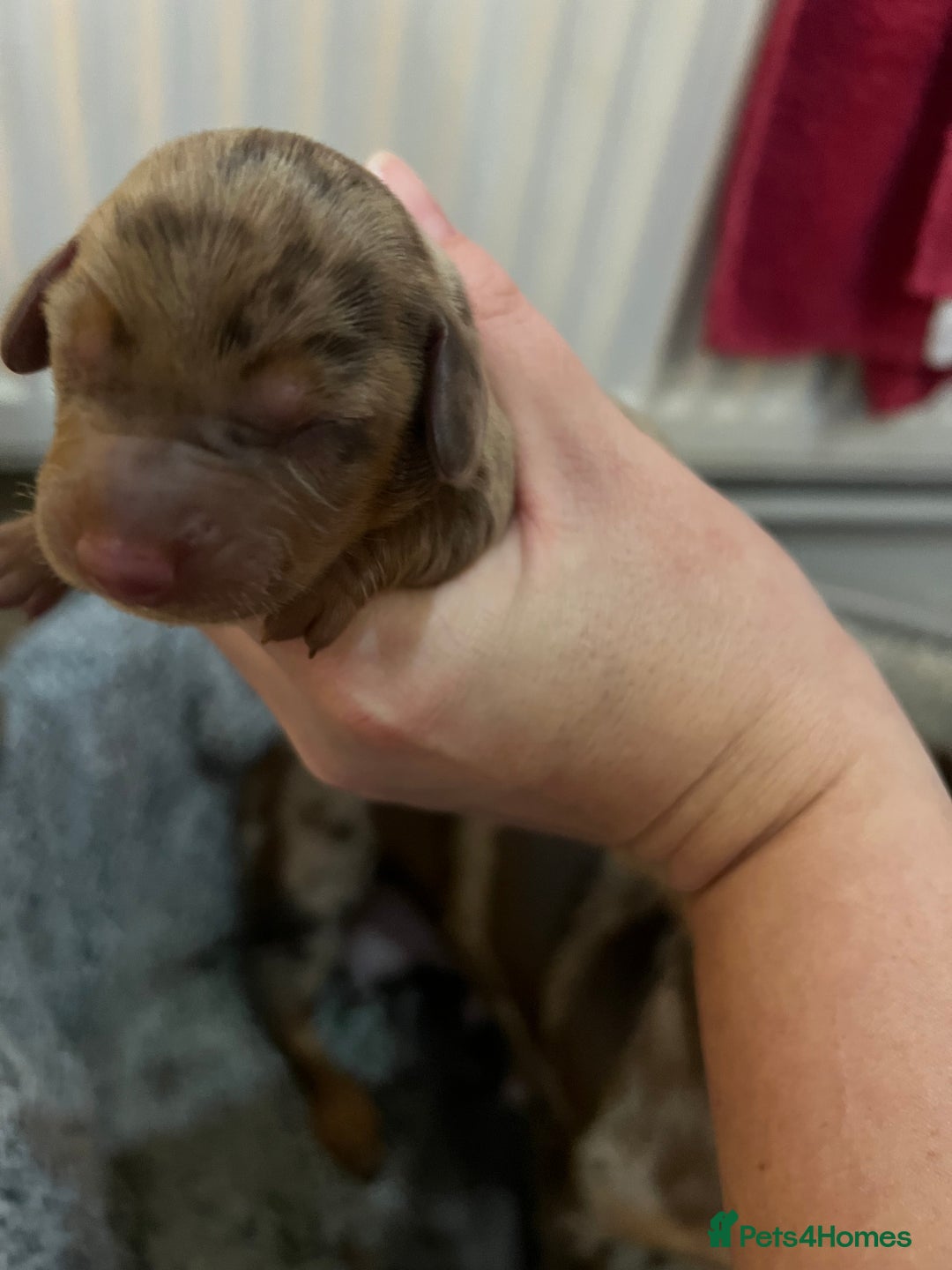 Miniature Dachshund dogs for sale: 💙KC REG💕💕💓Miniature dachshund 💙 - Advert 10