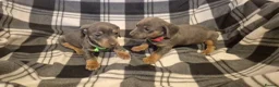 Miniature Dachshund dogs for sale: Miniature dachshund - Advert 11