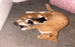 Mixed Breed cats for sale: TWO BEAUTIFUL FEMALE KITTENS - Advert 3