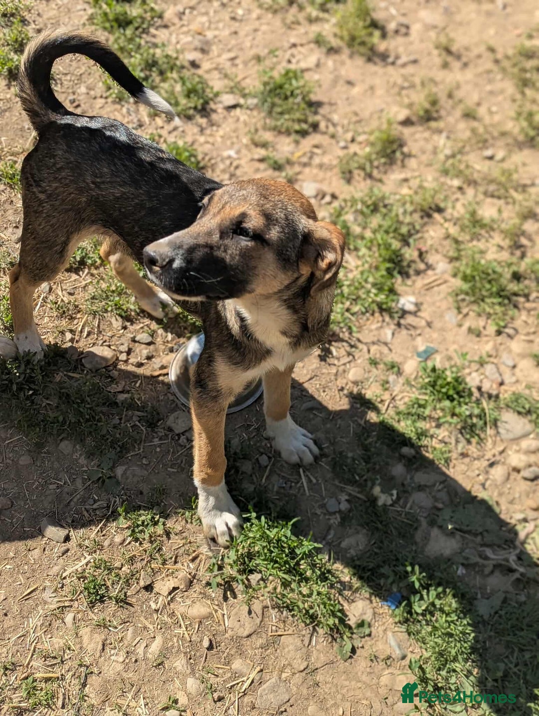 Mixed Breed dogs for adoption: Mac is looking for a family with another dog! - Image 5