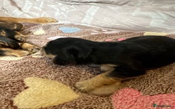 Cocker Spaniel dogs for sale: Kc reg show type cocker spaniel puppies  - Image 6