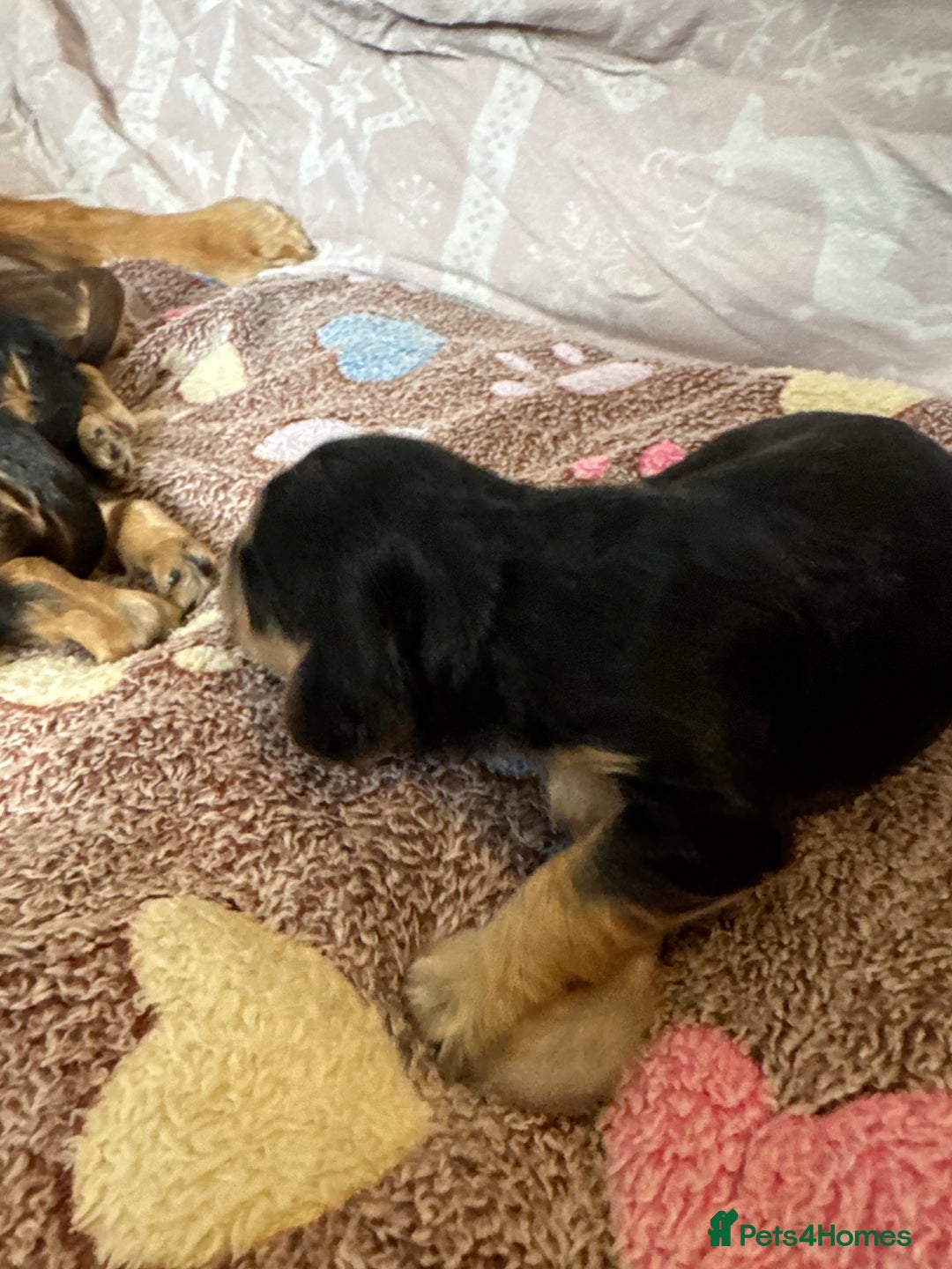 Cocker Spaniel dogs for sale: Kc reg show type cocker spaniel puppies  - Image 6