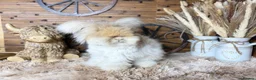Angora rabbits for sale: PURE PEDIGREE|ENGLISH ANGORA - Advert 19