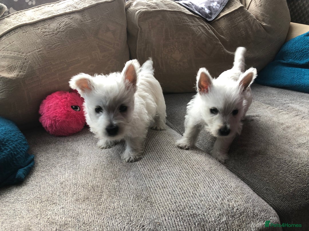 West Highland Terrier dogs for sale: Beautiful west highland puppies for sale - Image 6