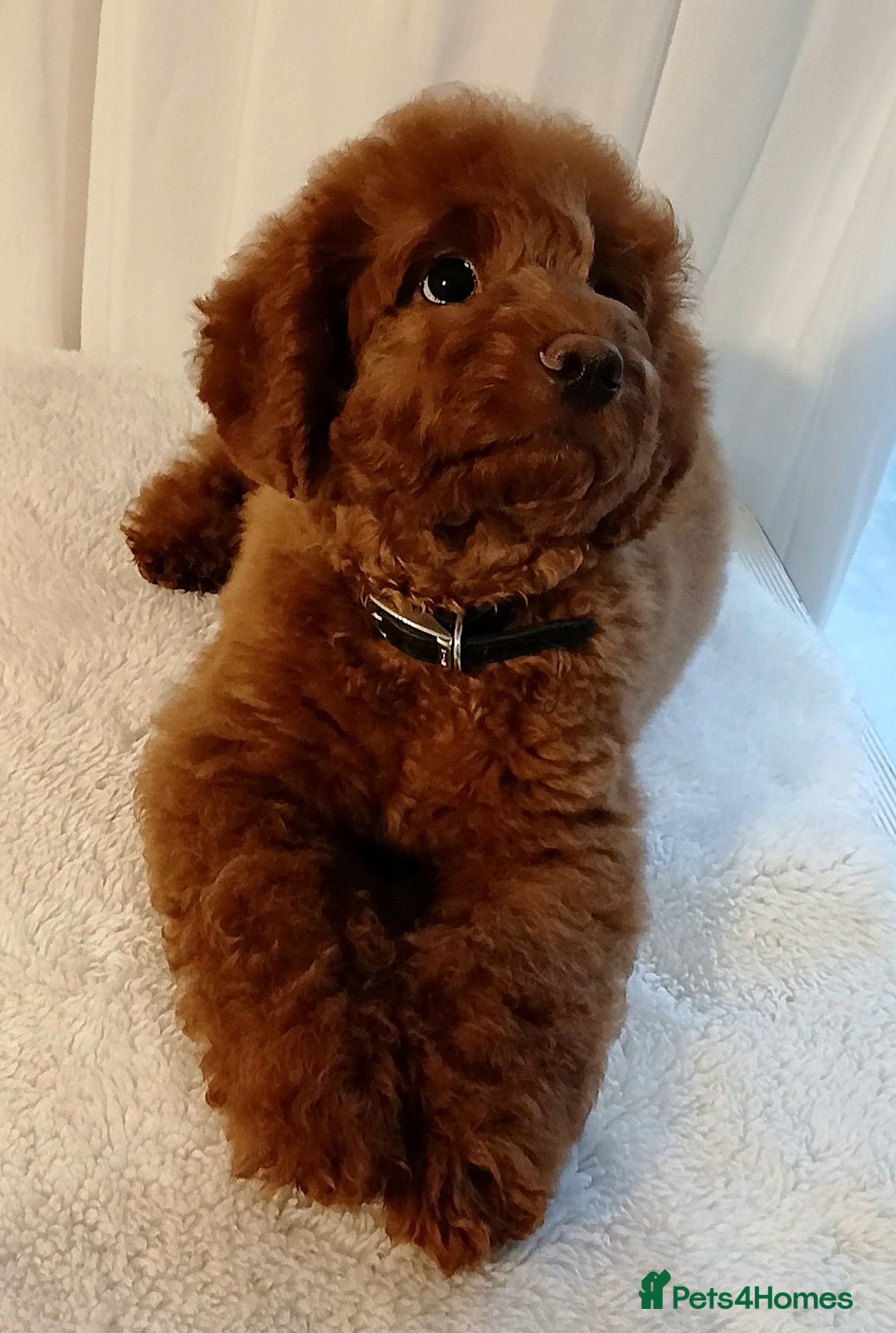 Cavapoo dogs for sale: Exquisite Red Cavapoo Boy Puppy  - Advert 4