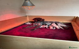 German Wirehaired Pointer dogs for sale: GWP Pups for sale field bloodlines land waterfowl  in Preston - Image 1