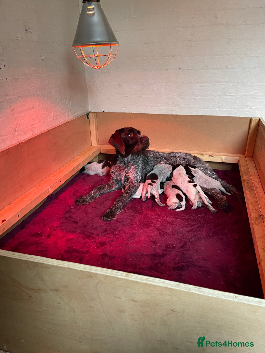 German Wirehaired Pointer dogs for sale: GWP Pups for sale field bloodlines land waterfowl  in Preston - Image 1