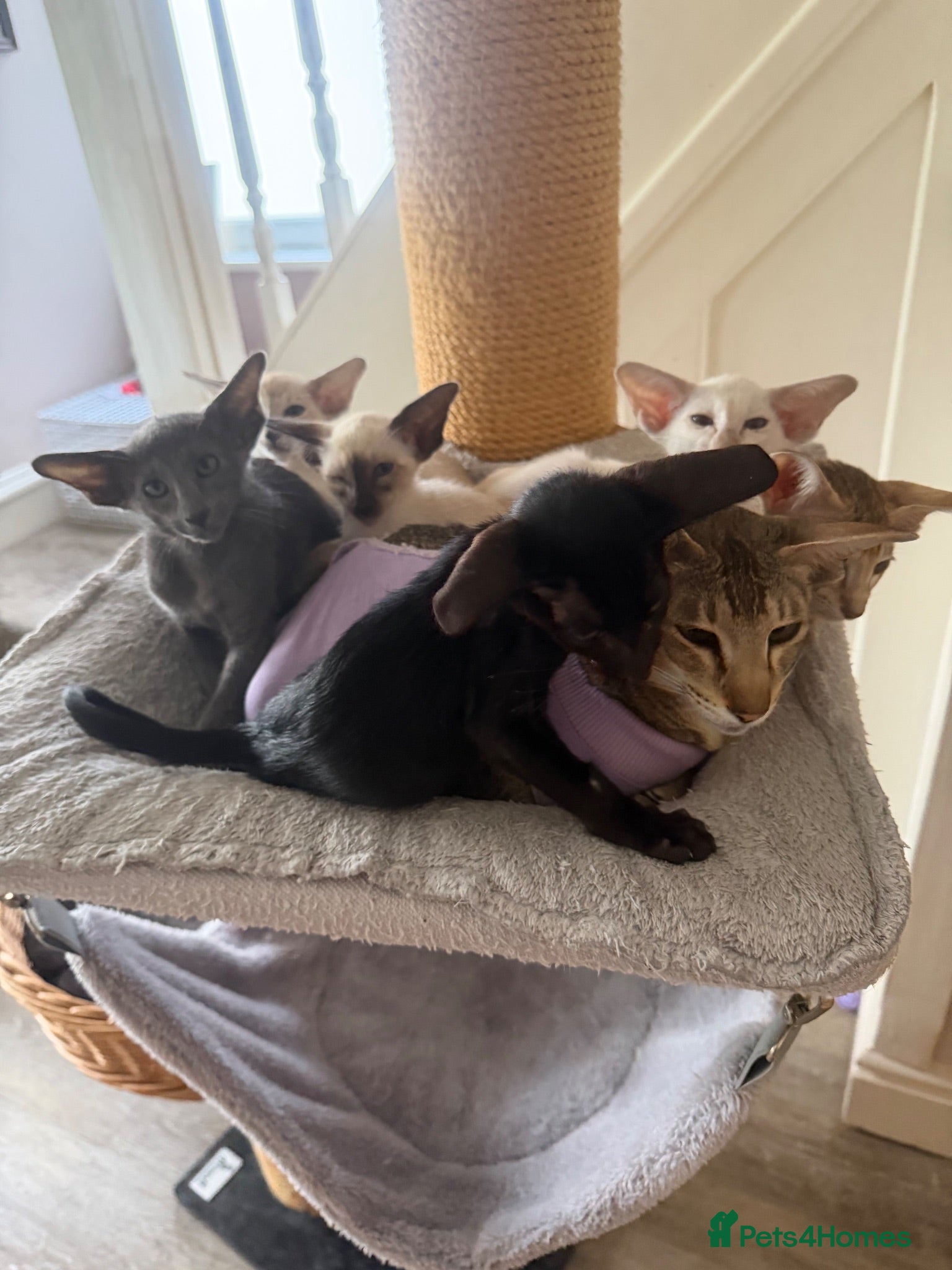 Siamese cats Siamese and oriental blue  - Advert 11