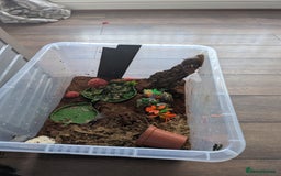 Snails invertebrates for sale: Giant African Land Snail  - Image 5