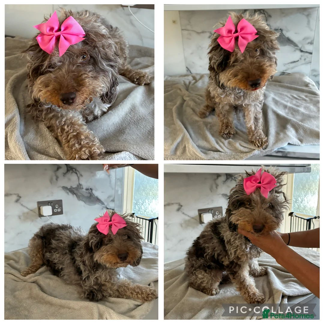 Cockapoo dogs for sale: F4 Cockapoo's for sale  - Advert 10