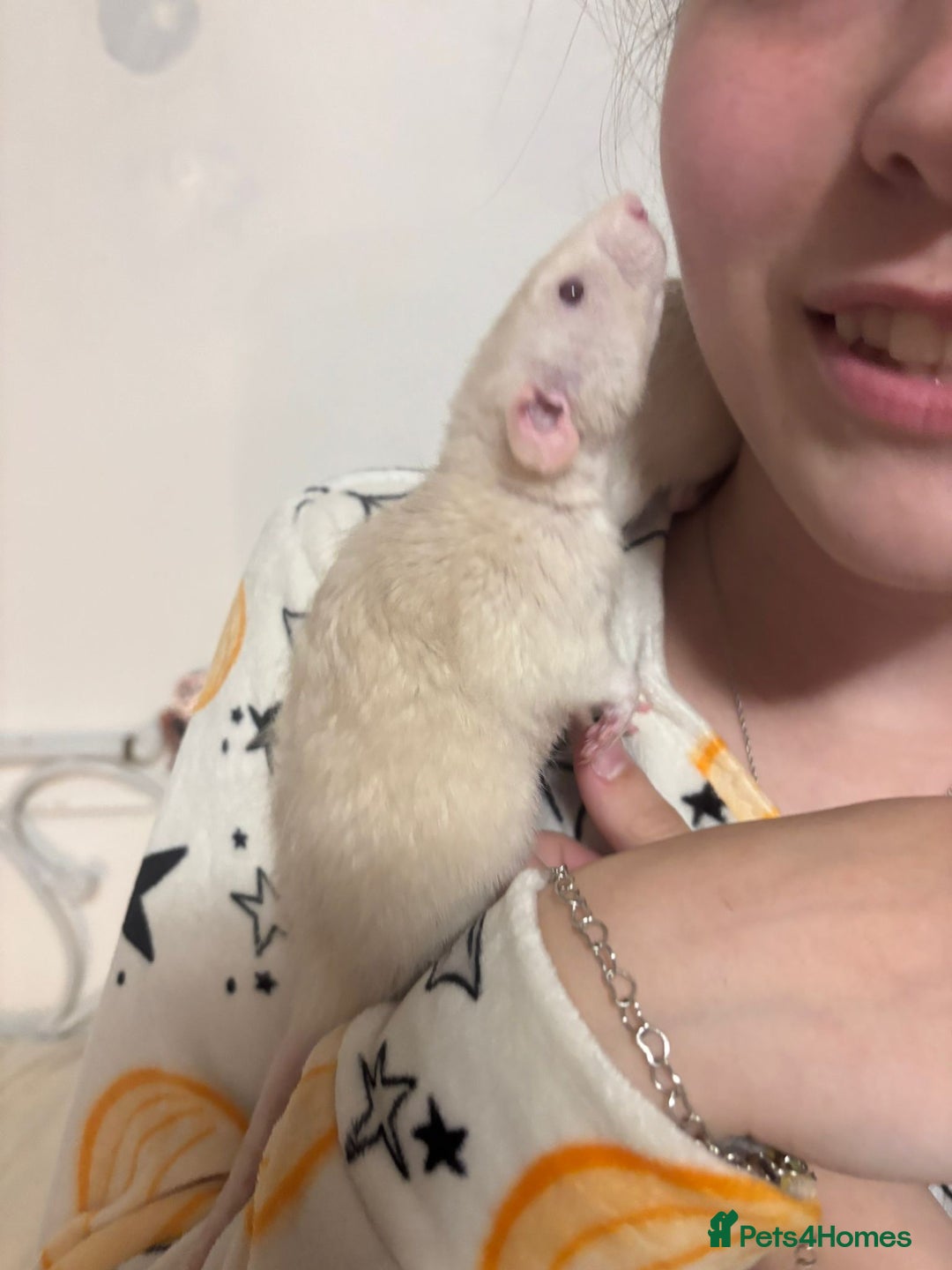 Rat rodents for sale: 3 male rats for free  - Image 8