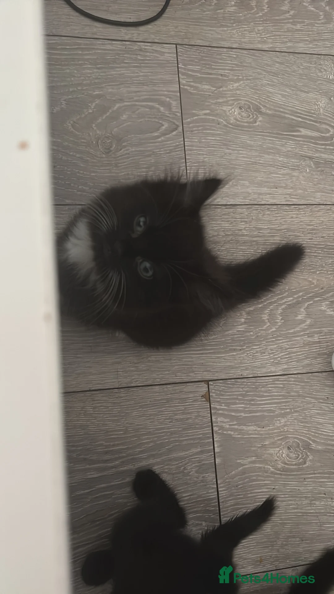 Mixed Breed cats for sale: Kitten for Sale - Advert 7