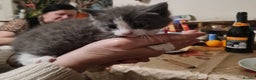 Mixed Breed cats for sale: 5 Adorable Kittens - Advert 6