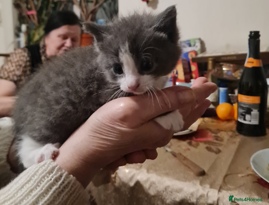 Mixed Breed cats for sale: 5 Adorable Kittens - Advert 6