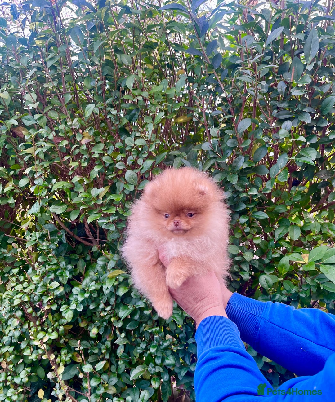 Pomeranian dogs for sale: Top Quality 🐻 Teddy Face🧸Perfect Size - Advert 7