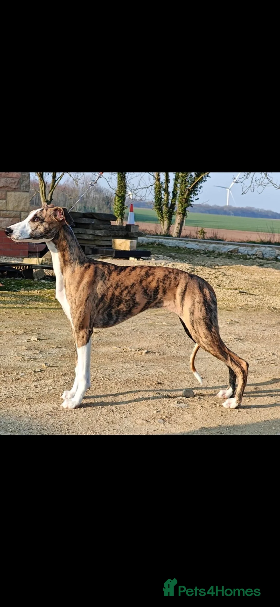 Whippet dogs for sale: Gorgeous Whippet girl  - Advert 3