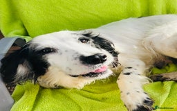 Cocker Spaniel dogs for sale: Ready now cocker spaniels  - Image 10