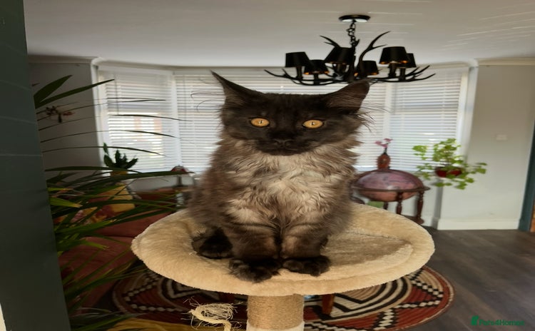Maine Coon cats - Advert 8