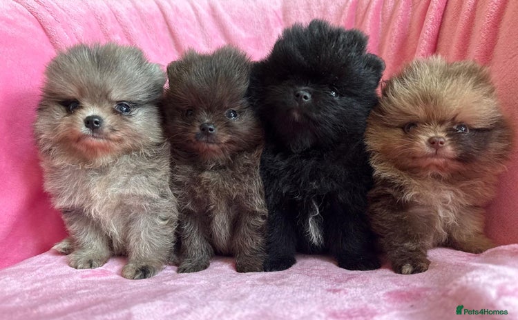 Pomeranian dogs - Advert 4