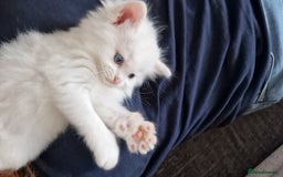 Maine Coon cats for sale: Maine coon - Image 1