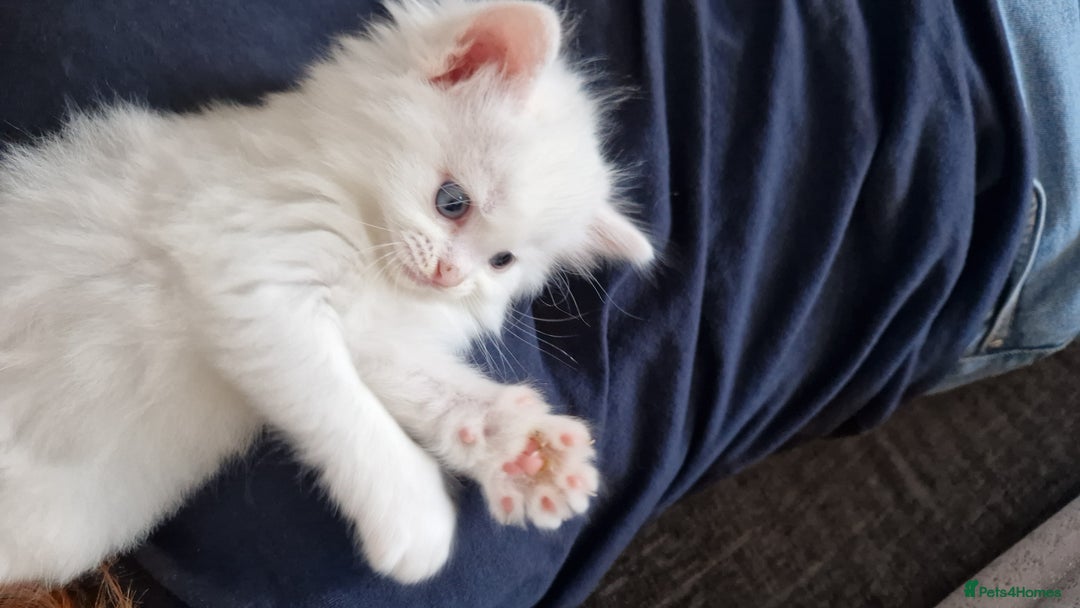 Maine Coon cats for sale: Maine coon - Image 1