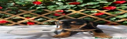 Miniature Dachshund dogs for sale:  Mini RARE SOLID BLACKS KC reg Health tested  - Advert 4