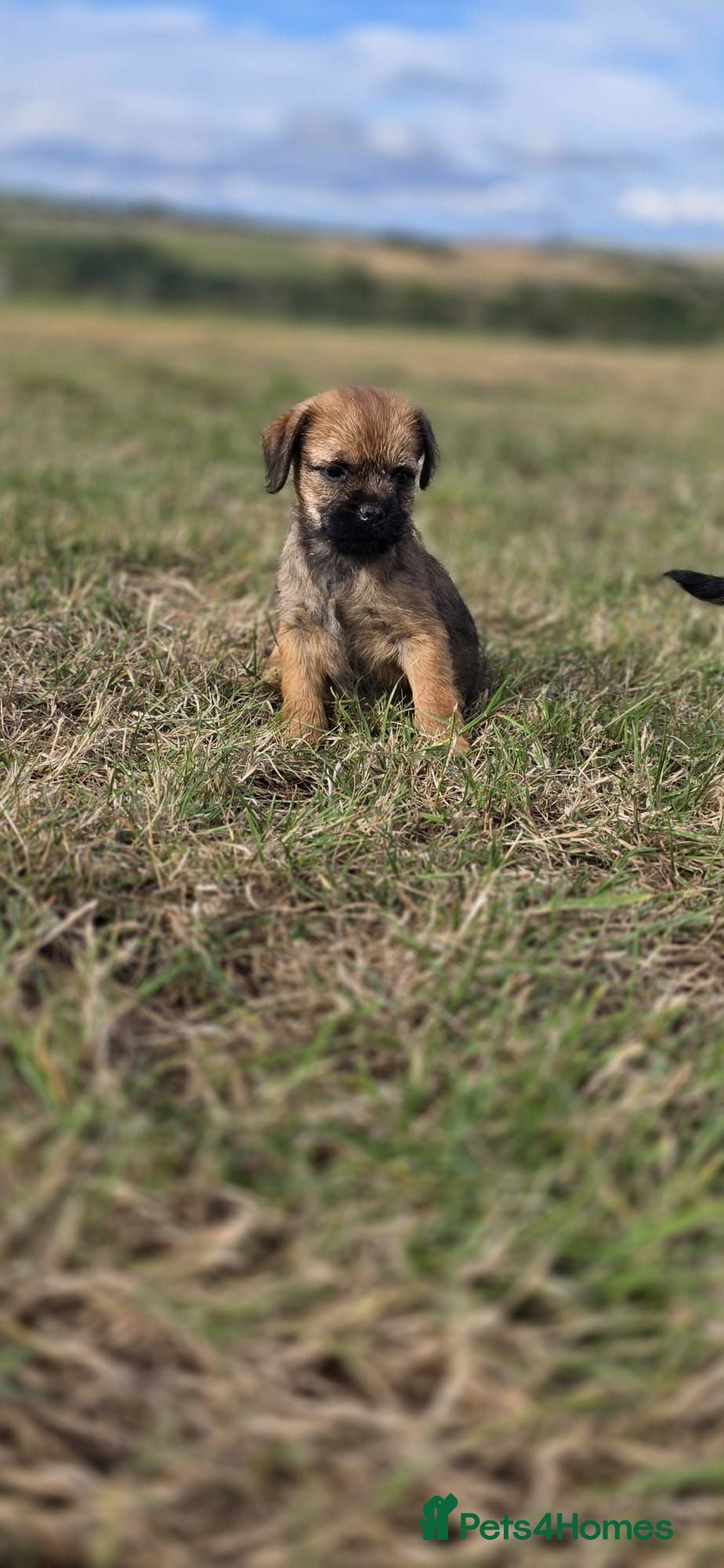 Border Terrier dogs 2 excellent border terrier pups - Advert 2