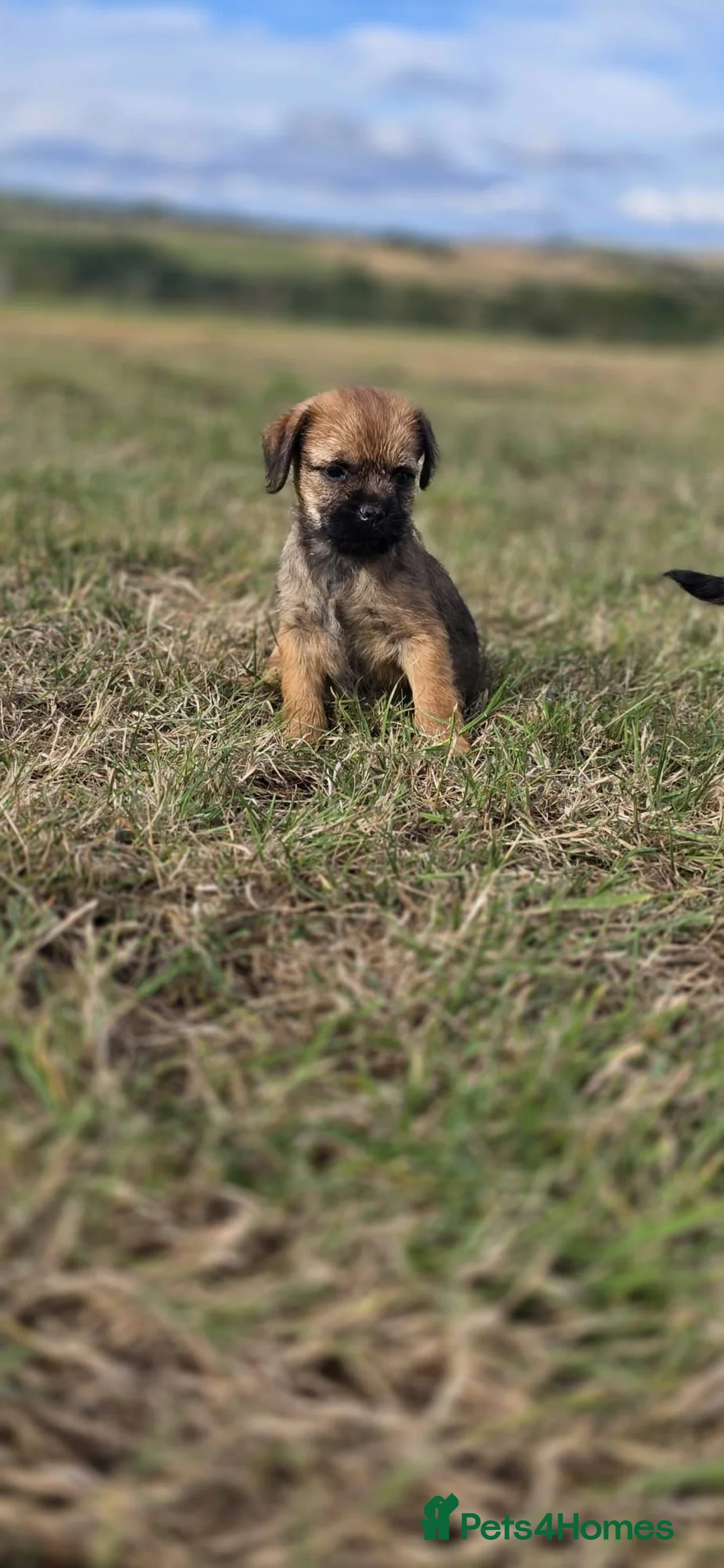 Border Terrier dogs for sale: 2 excellent border terrier pups - Advert 2