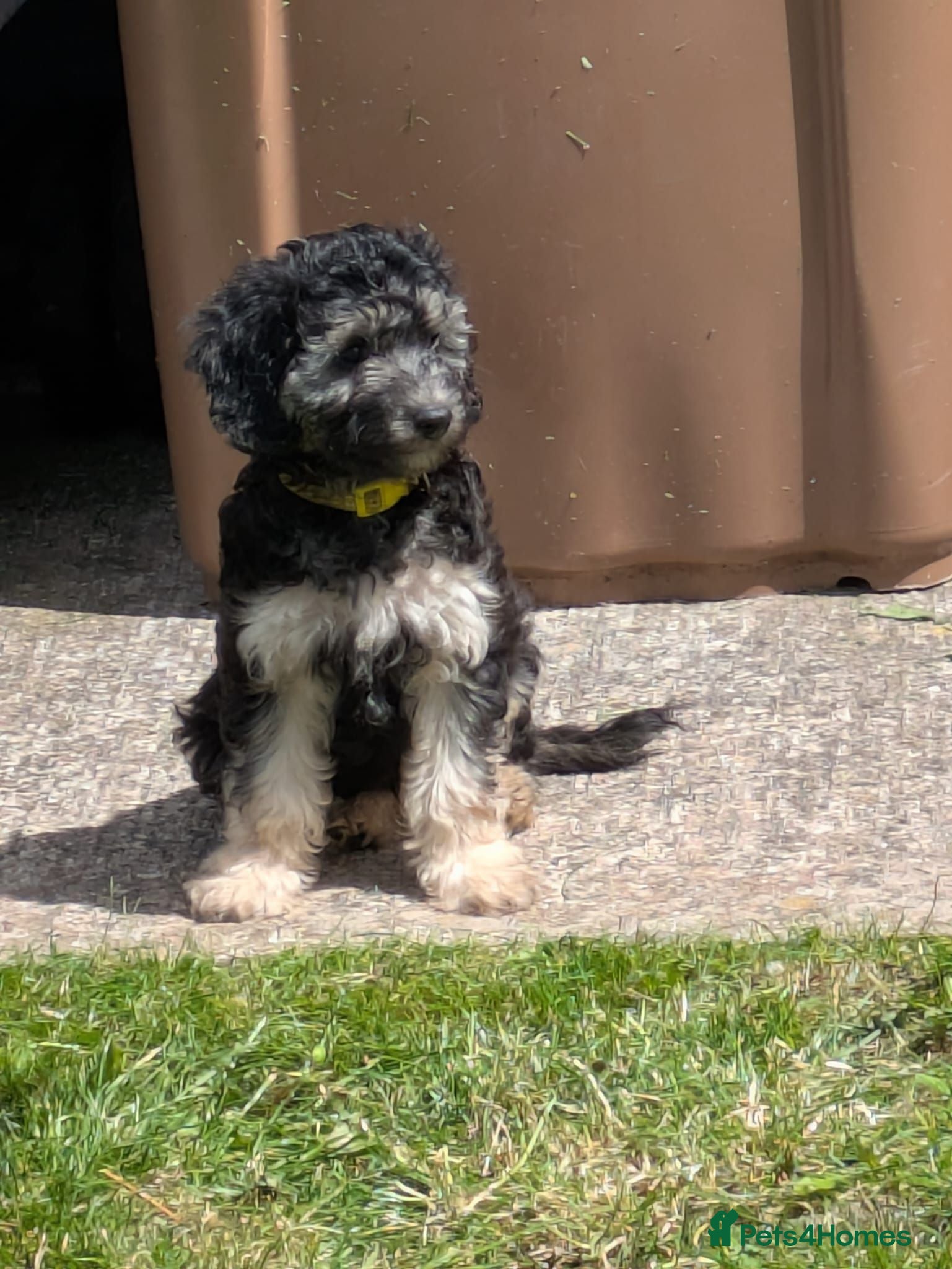 Cockapoo dogs Ready to leave. Cockapoo pups - Advert 1